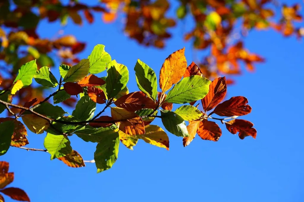 autumn leaves, leaves, fall